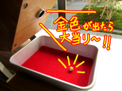 新酒まつり　ガラポン抽選会